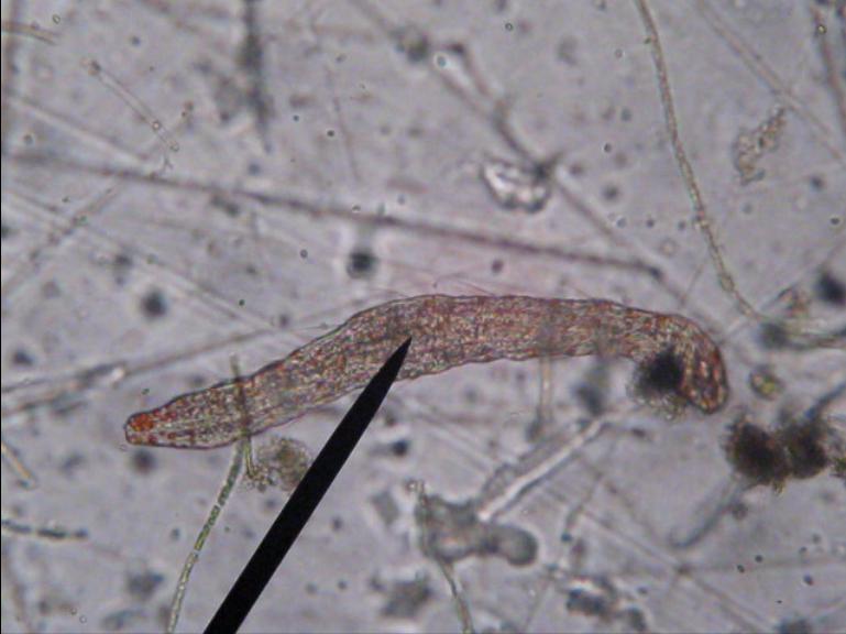 Anche io Aeolosoma Hemprichi